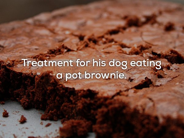 Treatment for his dog eating a pot brownie.