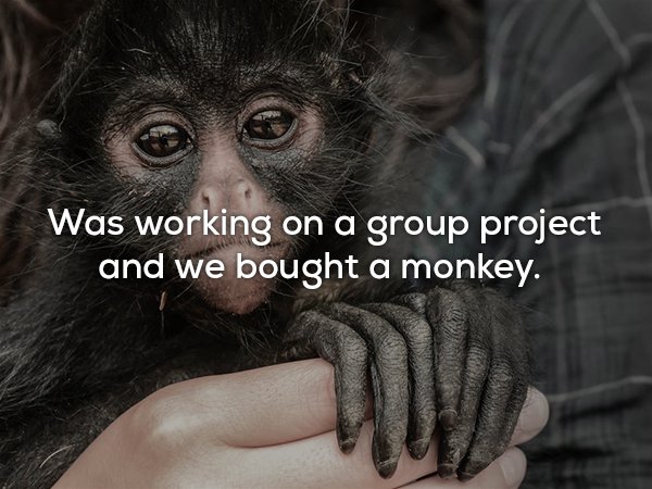 person holding monkey - Was working on a group project and we bought a monkey.