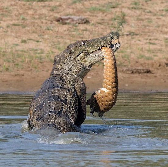 nile crocodile eating