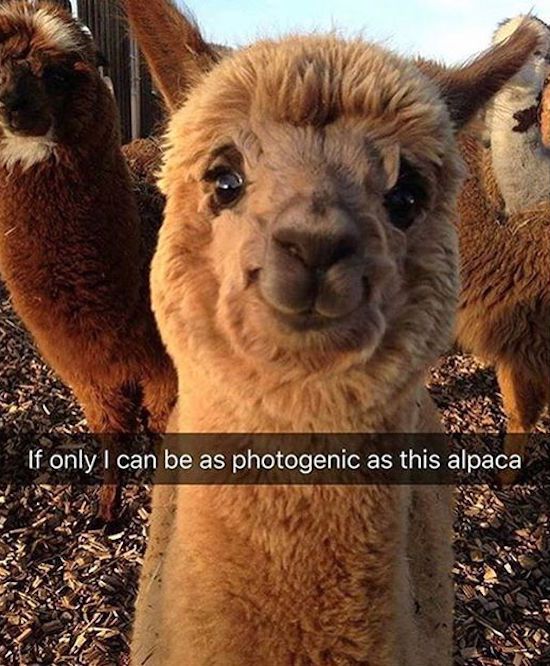 cute llama meme - If only I can be as photogenic as this alpaca