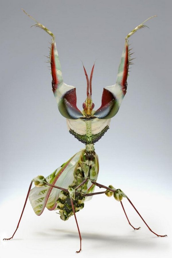 the creepiest insects on the planet