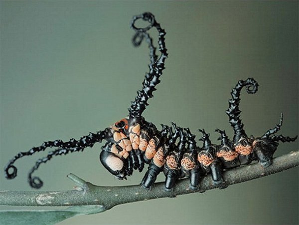 the creepiest insects on the planet