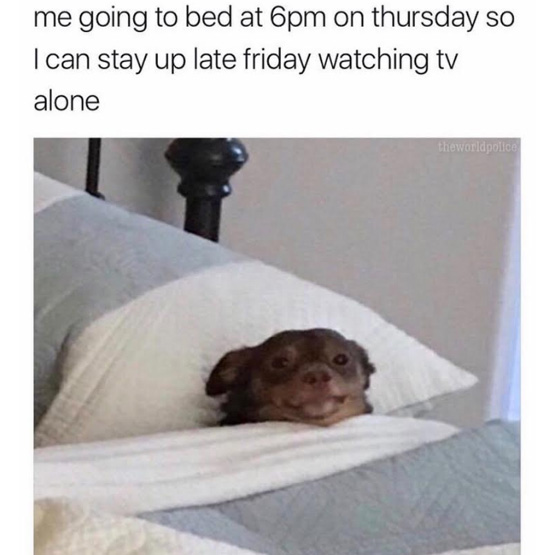 Funny picture of a dog snuggled in bed made into a dank meme about going to bed early Thursday so you can stay up all night watching TV on Friday.