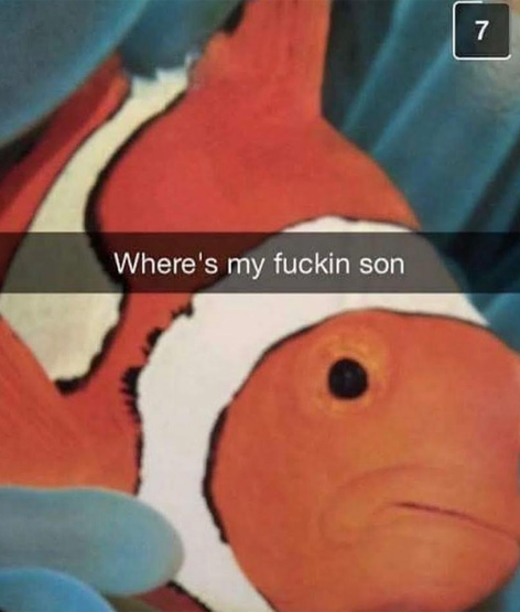 Snapchat pic of a fish captioned about someone looking for his son.