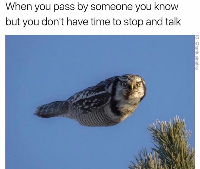Funny dank meme made from picture of bird in flight captioned that is how you feel when you see someone you know but don't have time to talk to them.