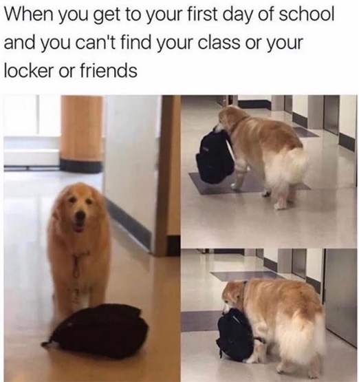 Funny pictures of a confused dog with a backpack made into a dank meme about first day at school.