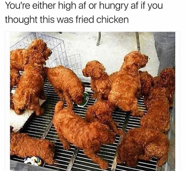 Funny picture of curly haired dogs on a grill captioned to the fact they look like fried chicken.