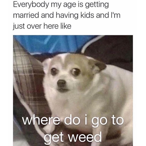 Funny meme of a eager but cautious dog joking how everyone is having kids and getting married while some of us just keep looking to score weed.