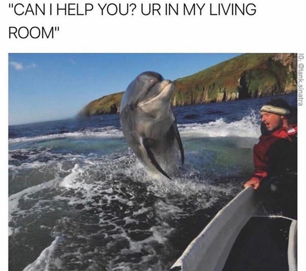 Dank meme of a dolphin asking a boat to get out of his living room.