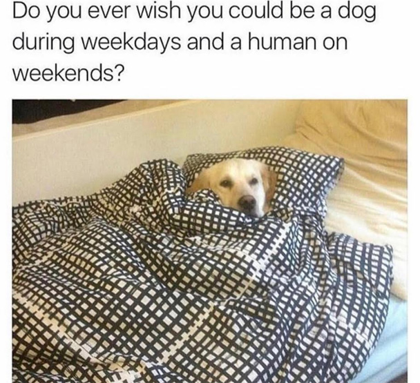 Meme of a picture of a dog snuggling in bed captioned about being a dog on weekdays and human on weekends.