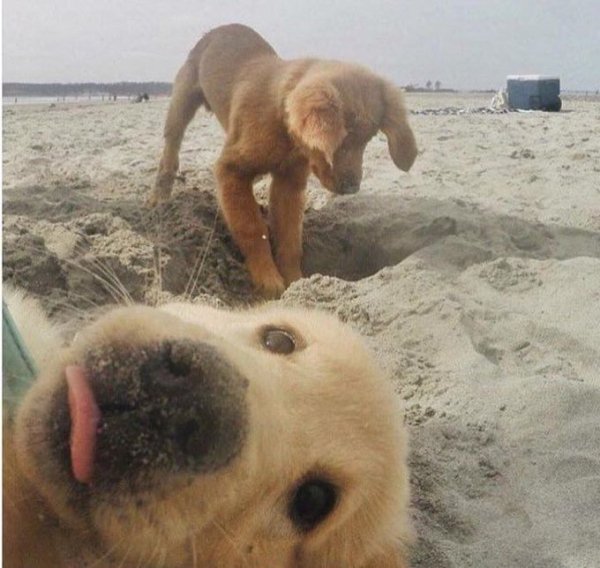 28 Expert level photobombs