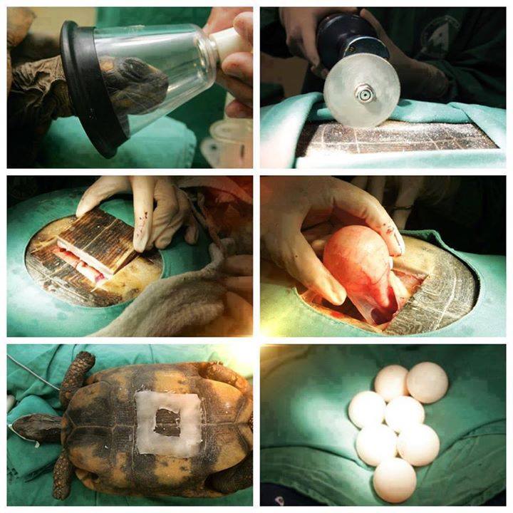 How to give a turtle an emergency C-Section