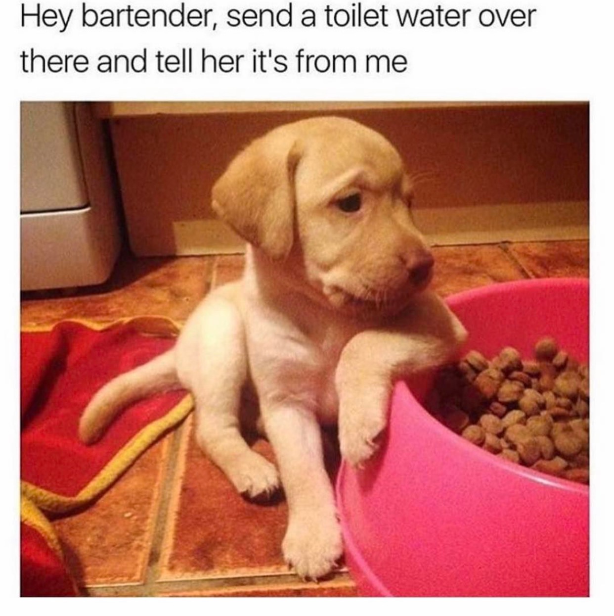 memes - doggo memes - Hey bartender, send a toilet water over there and tell her it's from me