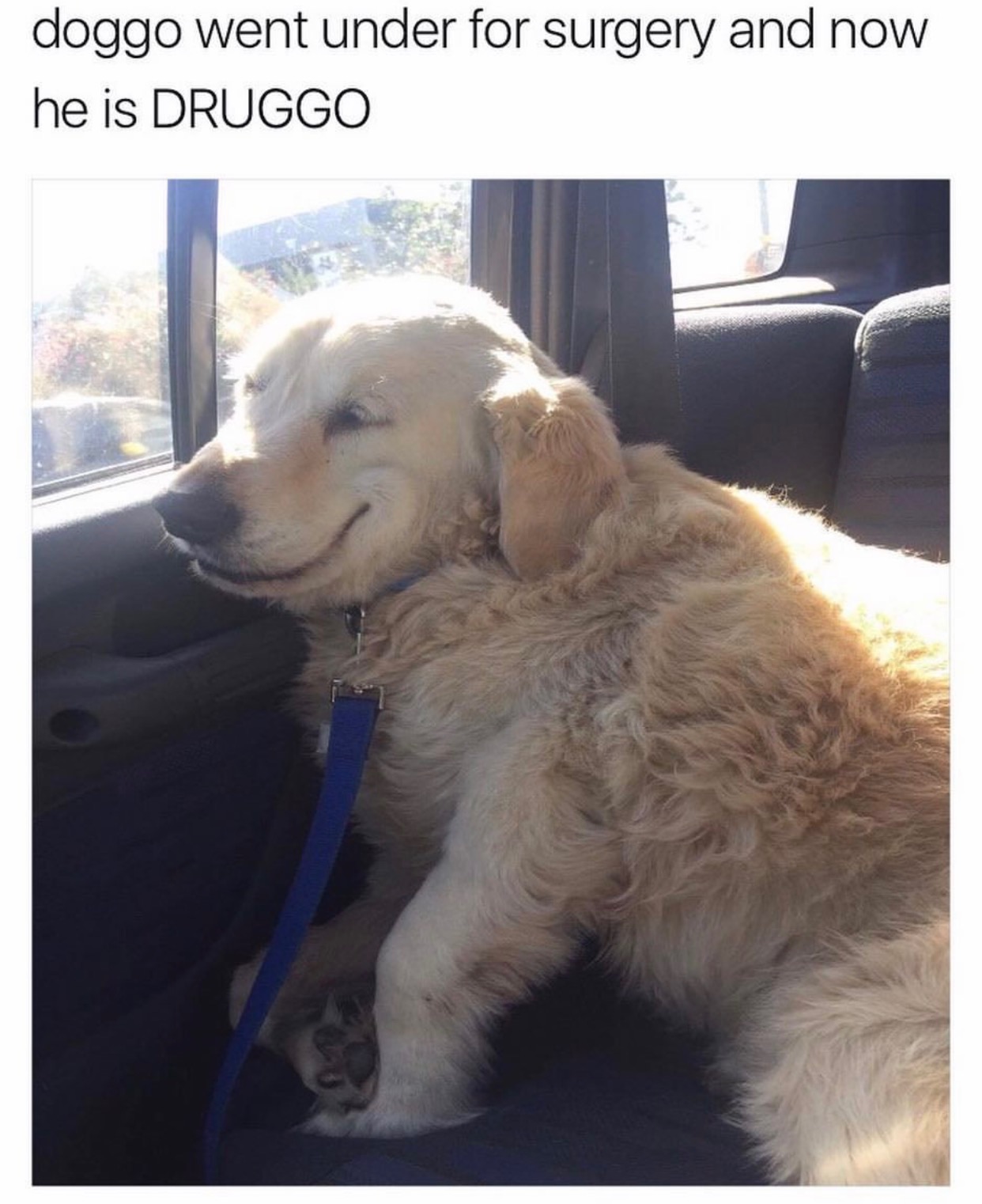 memes - doggo memes - doggo went under for surgery and now he is Druggo