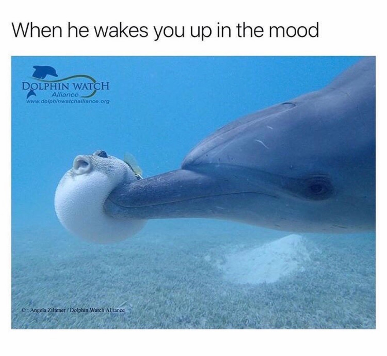 memes - boop meme dolphin - When he wakes you up in the mood Dolphin Watch Alliance Angela Ziltenet Dolphin Watch Alliance