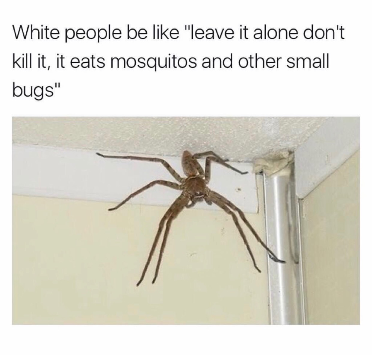 memes - giant huntsman spider - White people be "leave it alone don't kill it, it eats mosquitos and other small bugs"