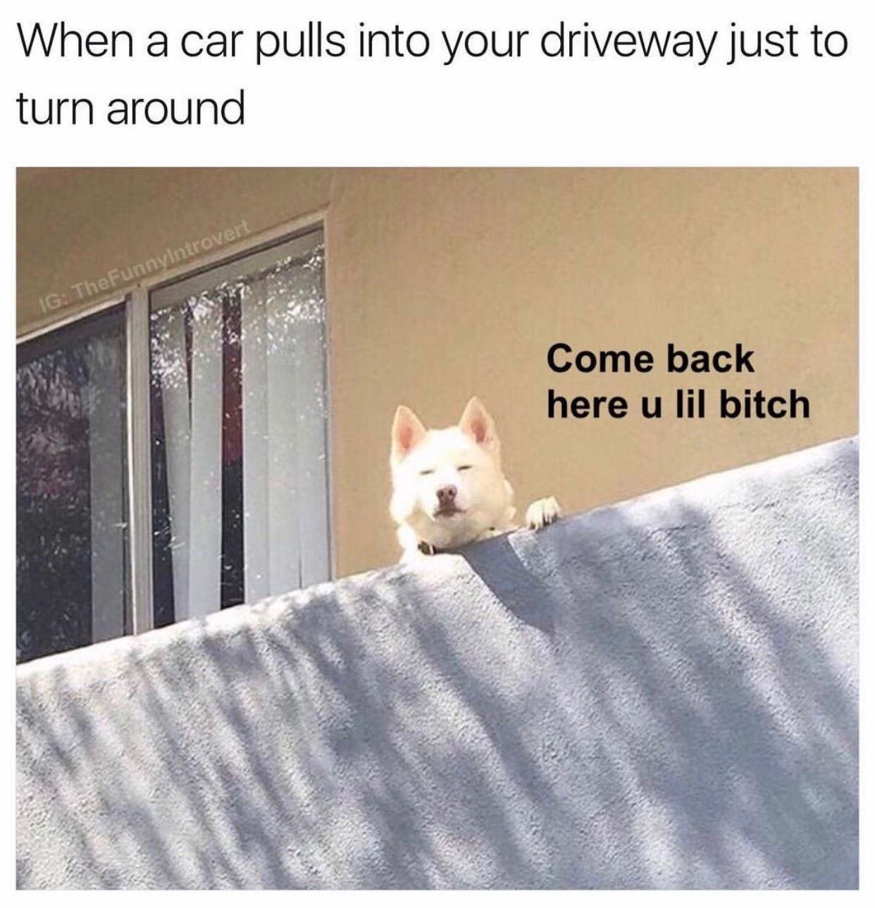 memes - dog judging meme - When a car pulls into your driveway just to turn around G TheFunnyIntrovert Come back here u lil bitch