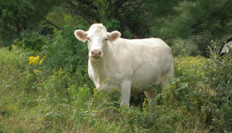 Cincinnati Freedom, a cow that jumped a 6 foot fence at a slaughterhouse in Cincinnati, only to evade police officers for 11 days, making national news headlines, and eventually living out the rest of its life in NY.

The Cincinnati zoo declined to house her, citing the possibility she could not be safely contained.