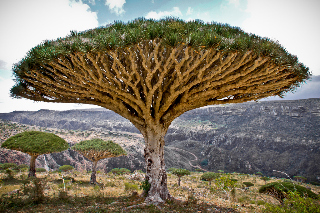 Dragon’s Blood trees