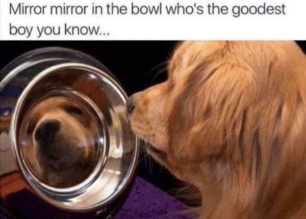 30 Wholesome memes are the internet equivalent of a hug