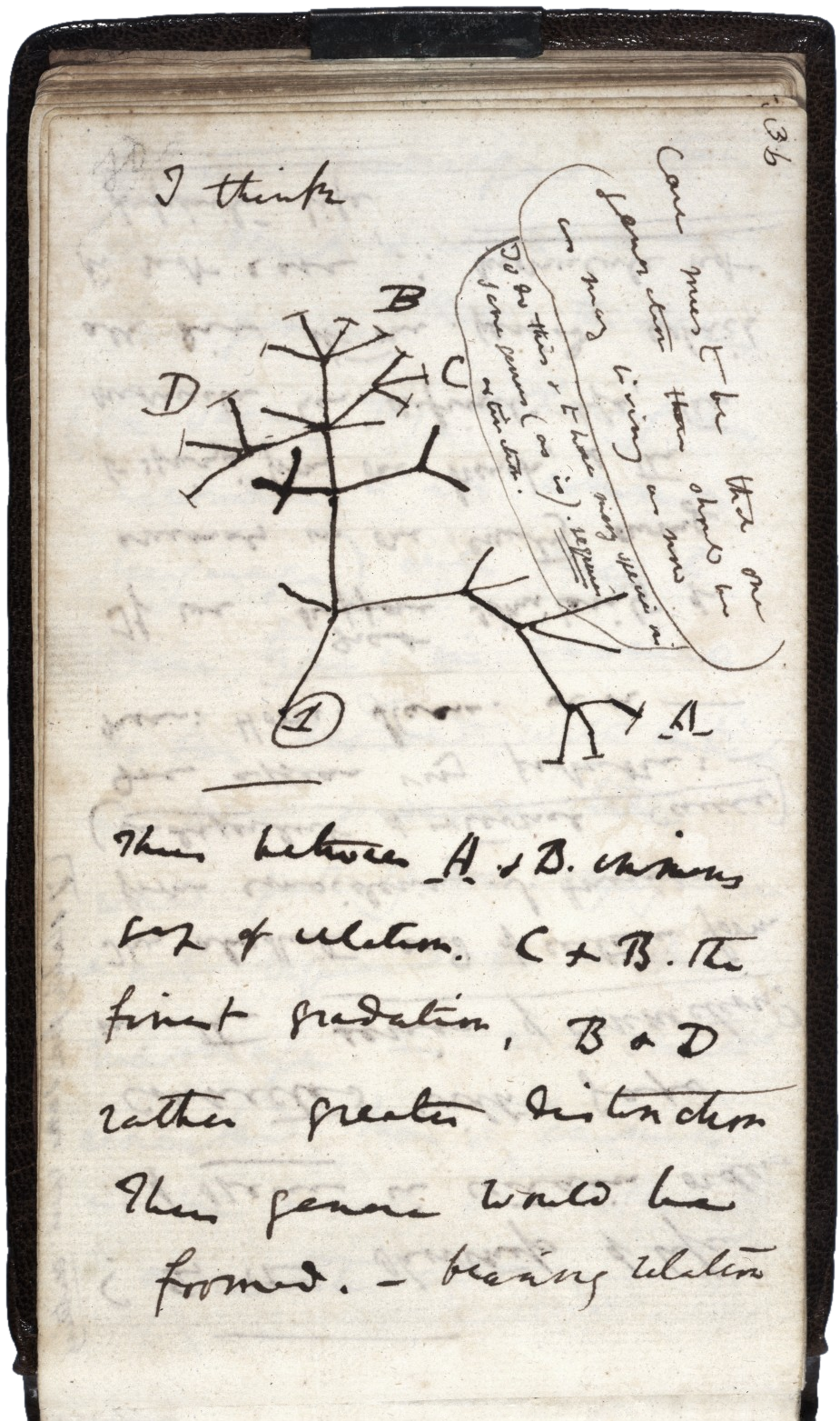 Charles Darwin’s 1837 first sketch of an evolutionary tree, prefaced by the words “i think”