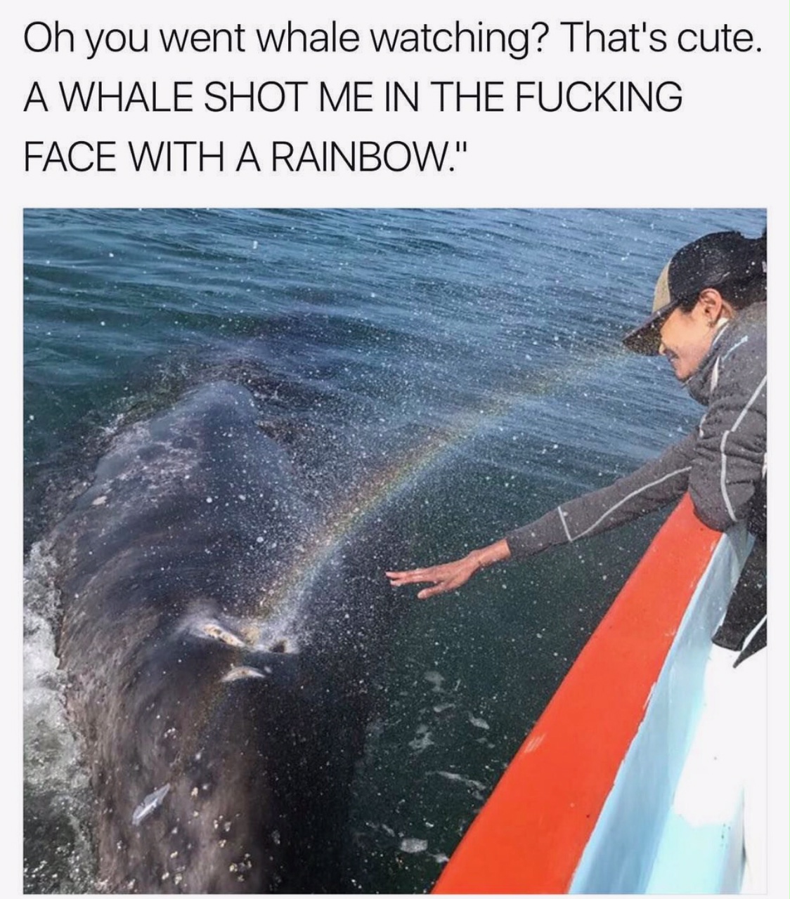 memes - whale memes offensive - Oh you went whale watching? That's cute. A Whale Shot Me In The Fucking Face With A Rainbow."