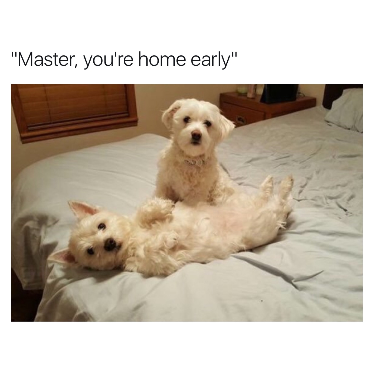 memes - maltese - "Master, you're home early"