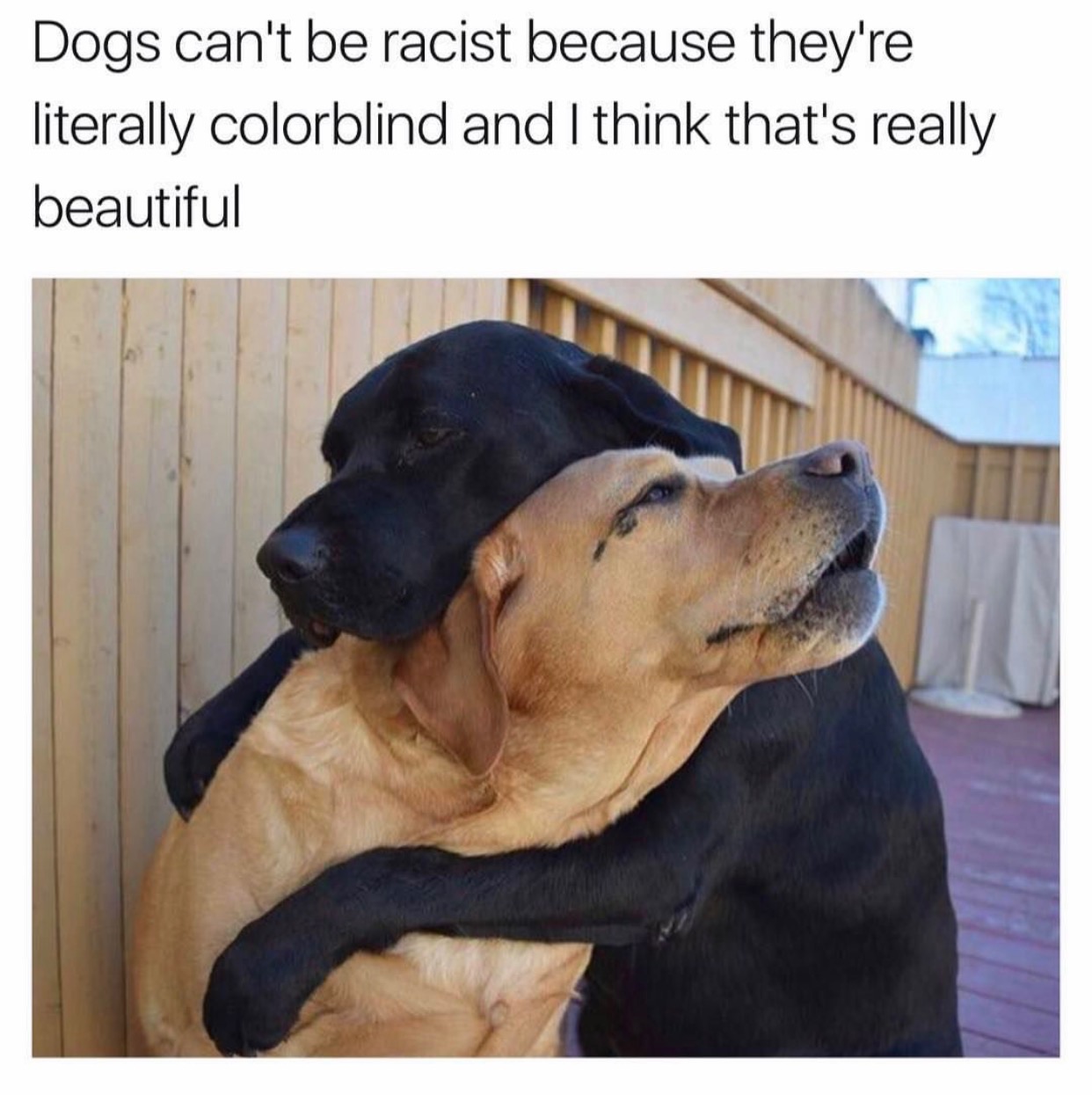 memes - need a hug meme - Dogs can't be racist because they're literally colorblind and I think that's really beautiful