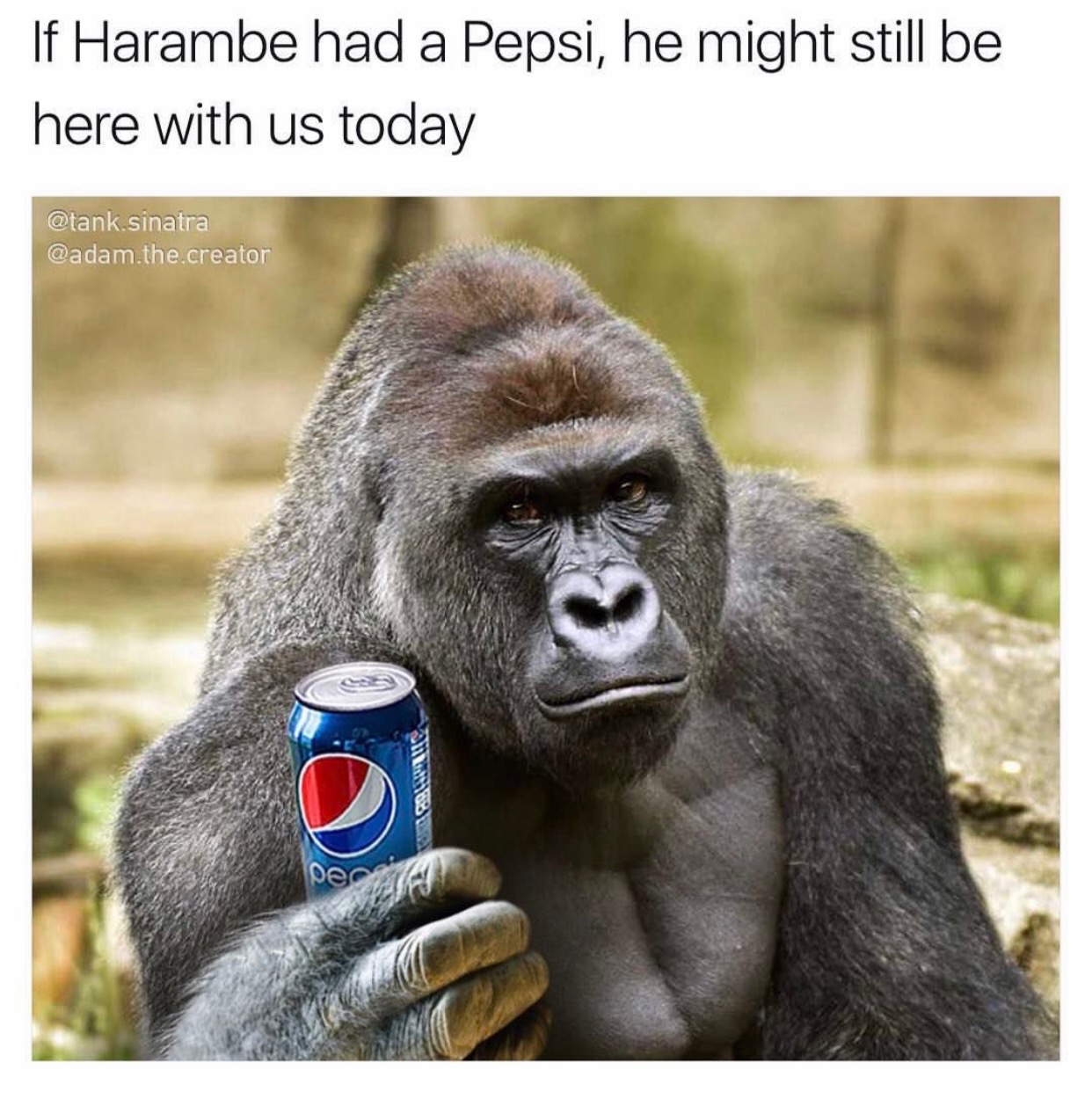 memes - gorilla harambe - If Harambe had a Pepsi, he might still be here with us today .sinatra .the.creator