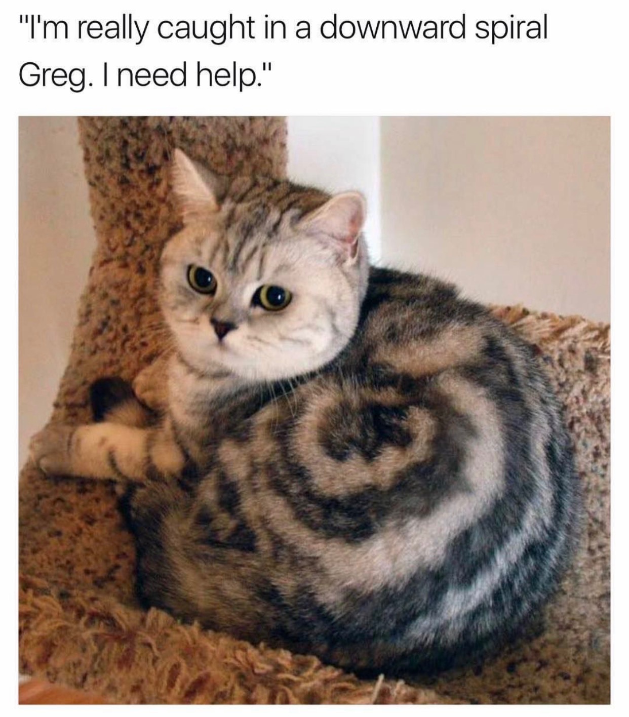memes - my cat is too cute - "I'm really caught in a downward spiral Greg. I need help."