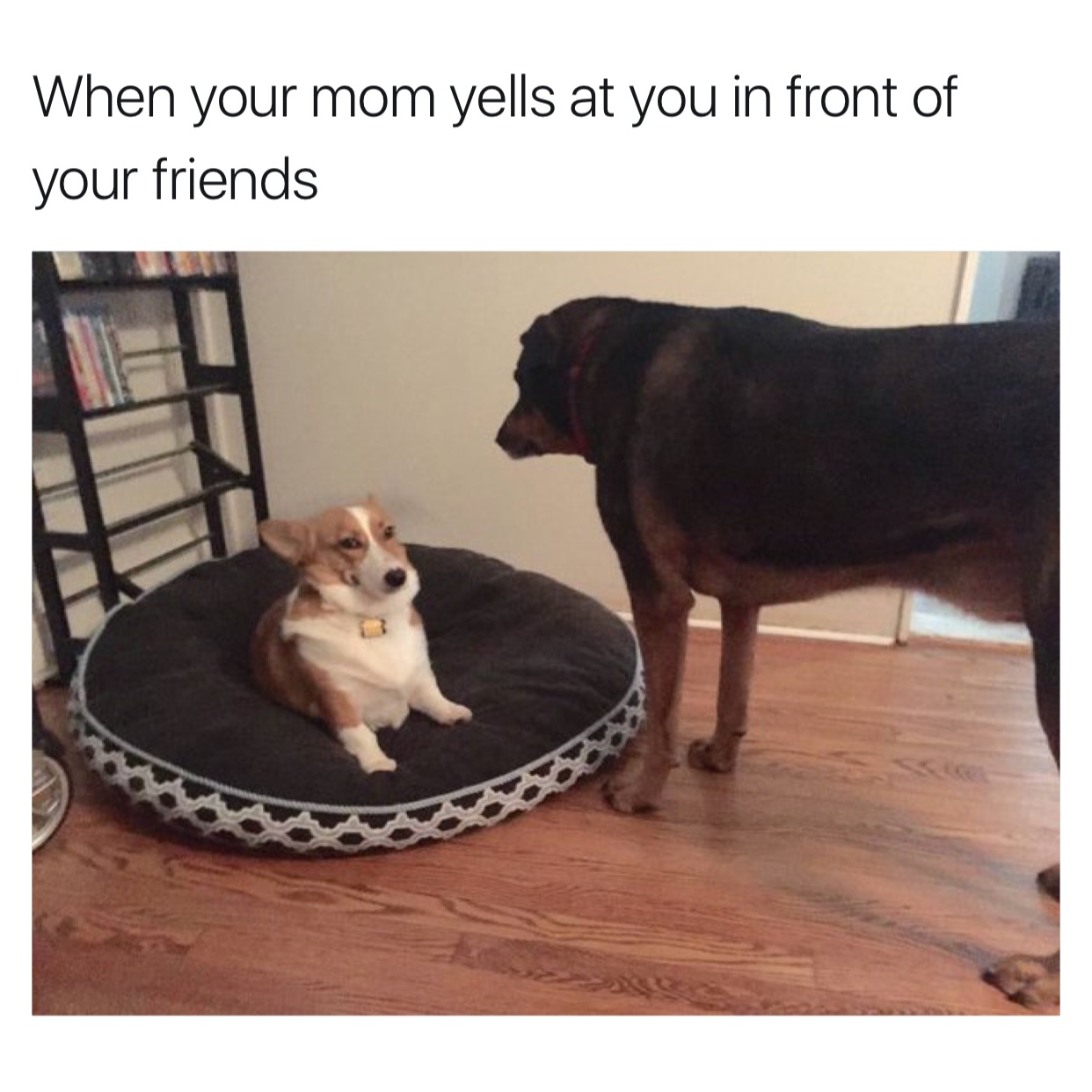 memes - dog mom meme funny - When your mom yells at you in front of your friends