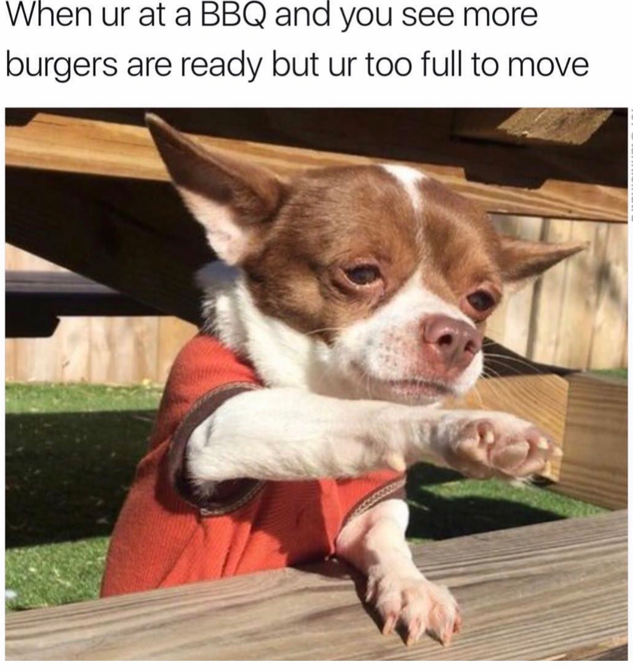 memes - boston terrier with burger - When ur at a Bbq and you see more burgers are ready but ur too full to move