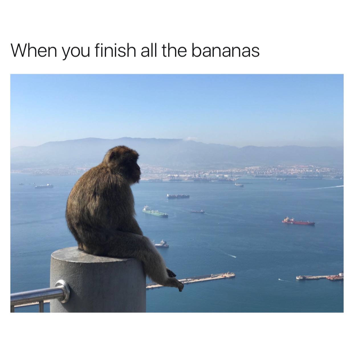memes - should buy a boat monkey - When you finish all the bananas