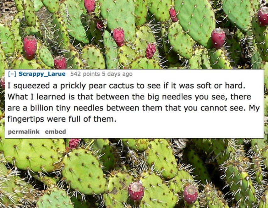 eastern prickly pear - Scrappy_Larue 542 points 5 days ago I squeezed a prickly pear cactus to see if it was soft or hard. What I learned is that between the big needles you see, there are a billion tiny needles between them that you cannot see. My finger