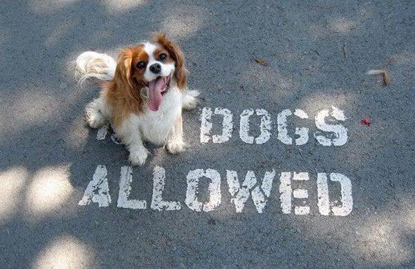 breaking rules - Dogs Allowed