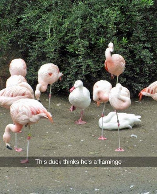 duck flamingo meme - This duck thinks he's a flamingo