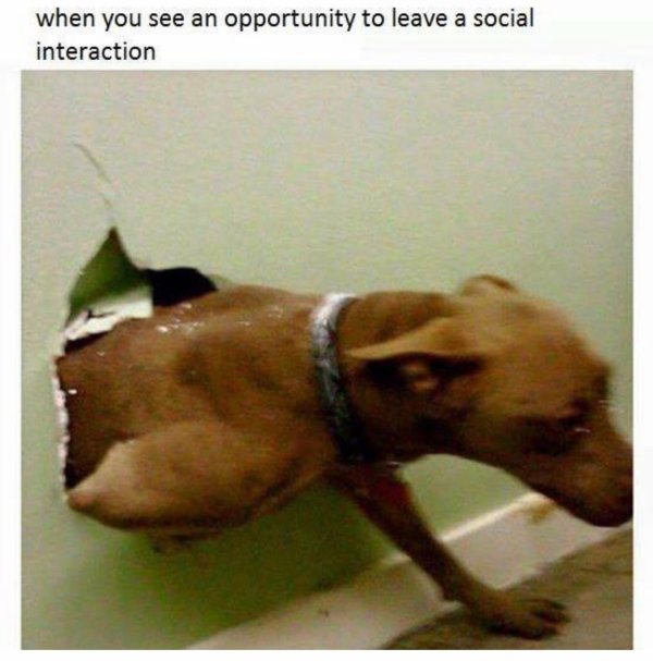 dog breaks through wall meme - when you see an opportunity to leave a social interaction