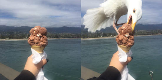 seagull steals ice cream