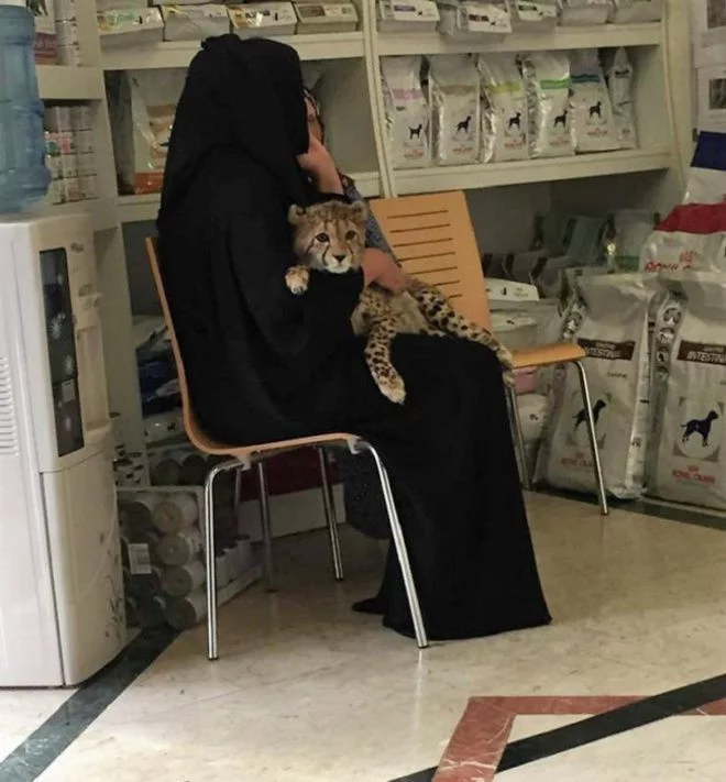 Just Another Day at Dubai Pet Shop