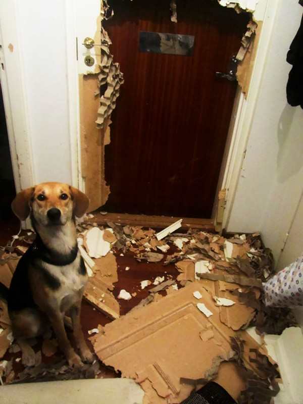 Why You Shouldn’t Leave Your Pet Alone