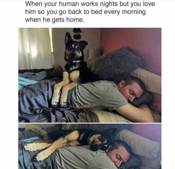 wholesome memes - Puppy - When your human works nights but you love him so you go back to bed every morning when he gets home.
