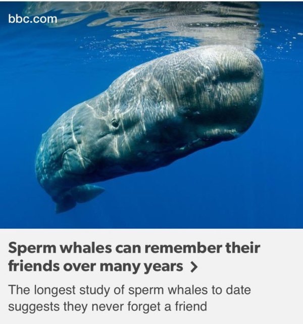 wholesome memes - hammerhead whale - bbc.com Sperm whales can remember their friends over many years > The longest study of sperm whales to date suggests they never forget a friend