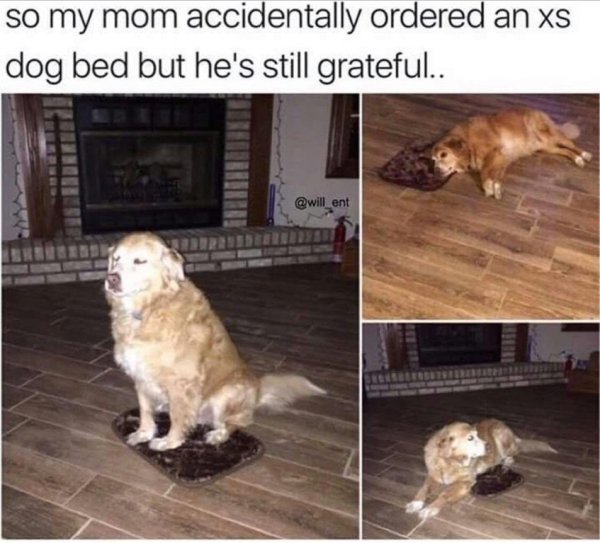 wholesome memes - dog bed meme - so my mom accidentally ordered an xs dog bed but he's still grateful..