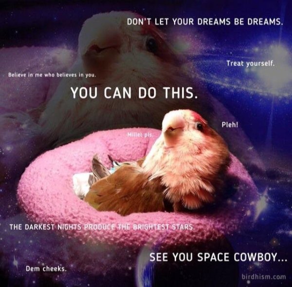 wholesome memes - wholesome exam memes - Don'T Let Your Dreams Be Dreams. Treat yourself. Believe in me who believes in you. You Can Do This. Pleh! Millet pls The Darkest Nights Produce The Brightest Stars See You Space Cowboy... Dem cheeks. birdhism.com