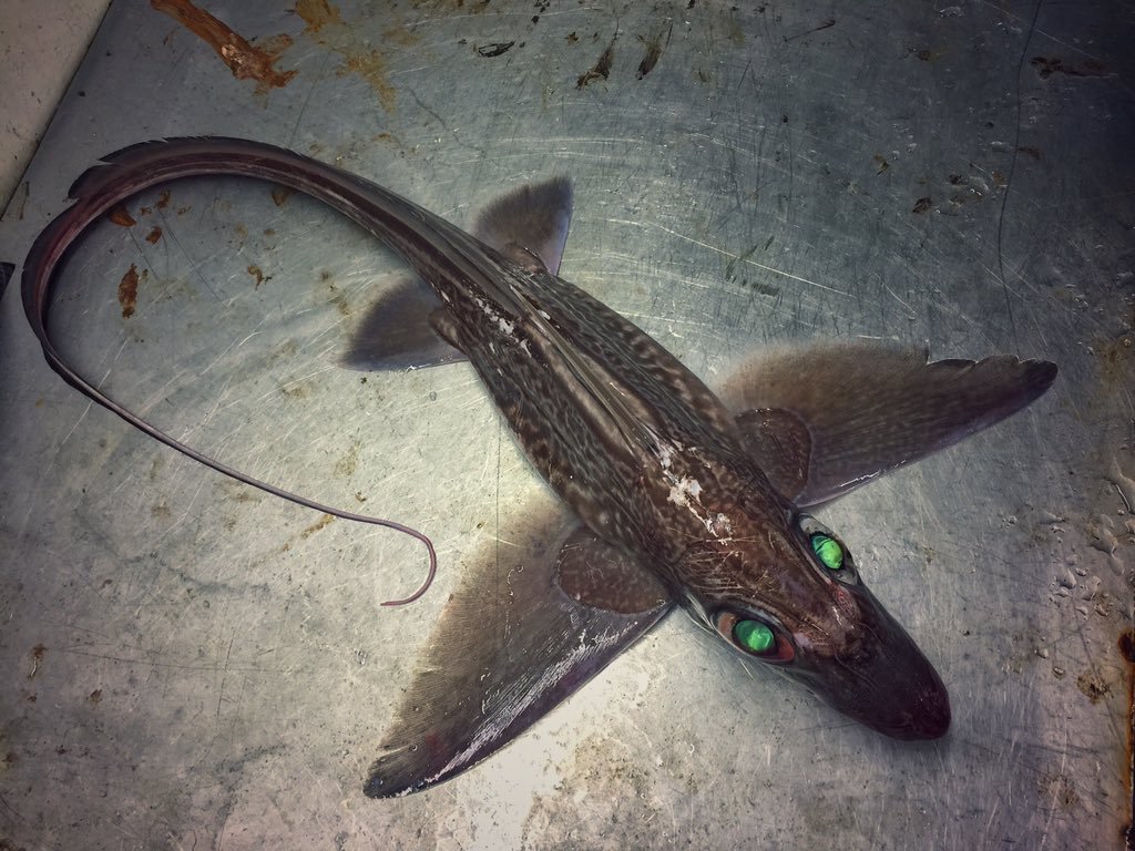 deep sea chimera fish