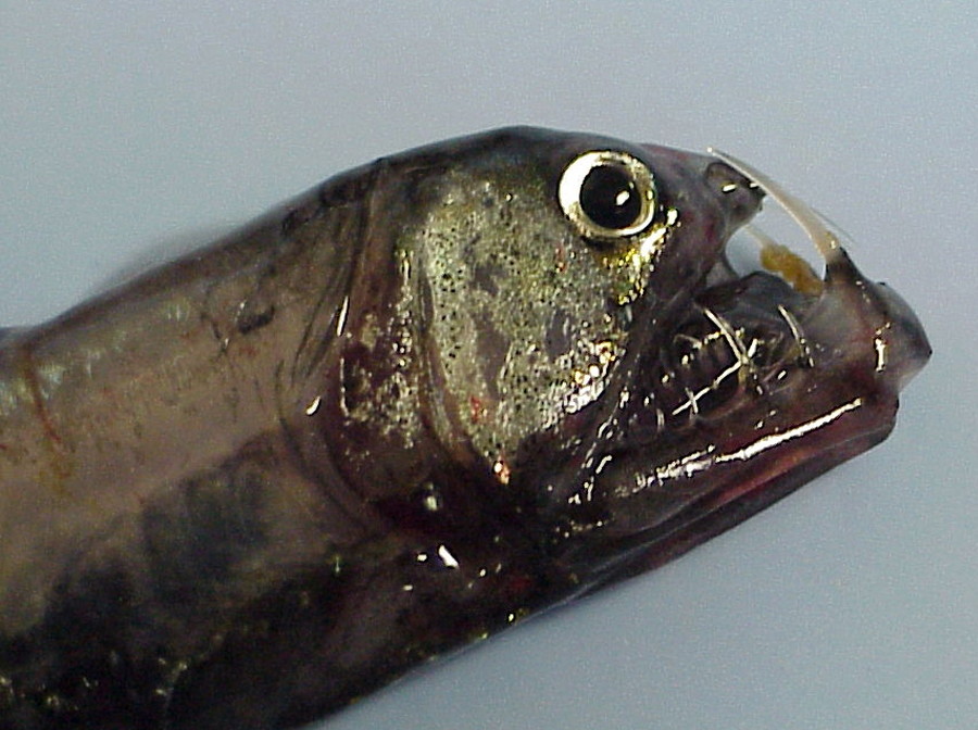 29 creepy fish from the deep