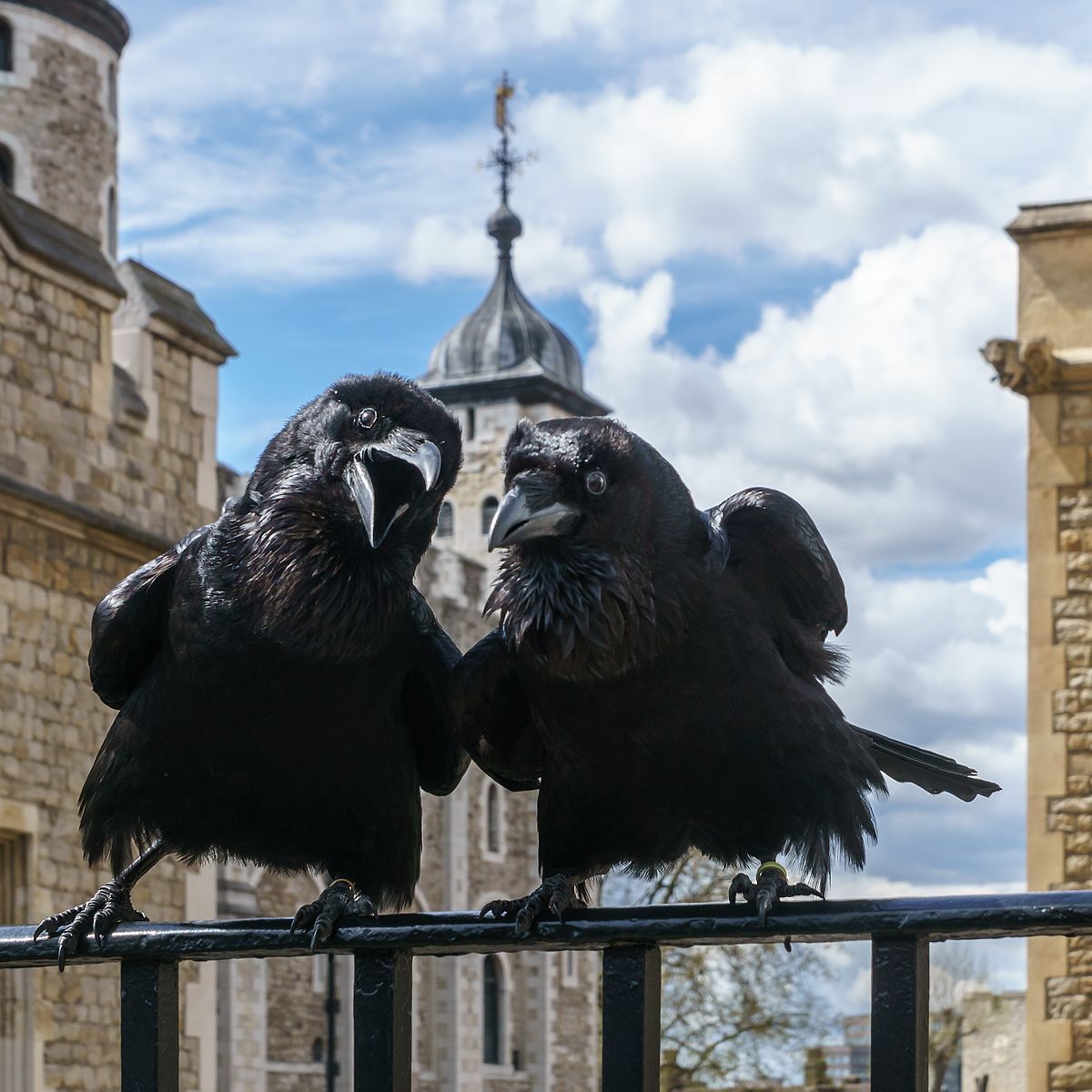 Because of an old superstition, several ravens are kept at the Tower of London at all times. These ravens are enlisted soldiers of the Kingdom, and have occasionally been dismissed for bad conduct. While wild ravens live for 10-15 years, Tower ravens can live past 40 years.

“Their presence is traditionally believed to protect the Crown and the tower; a superstition holds that “if the Tower of London ravens are lost or fly away, the Crown will fall and Britain with it””
