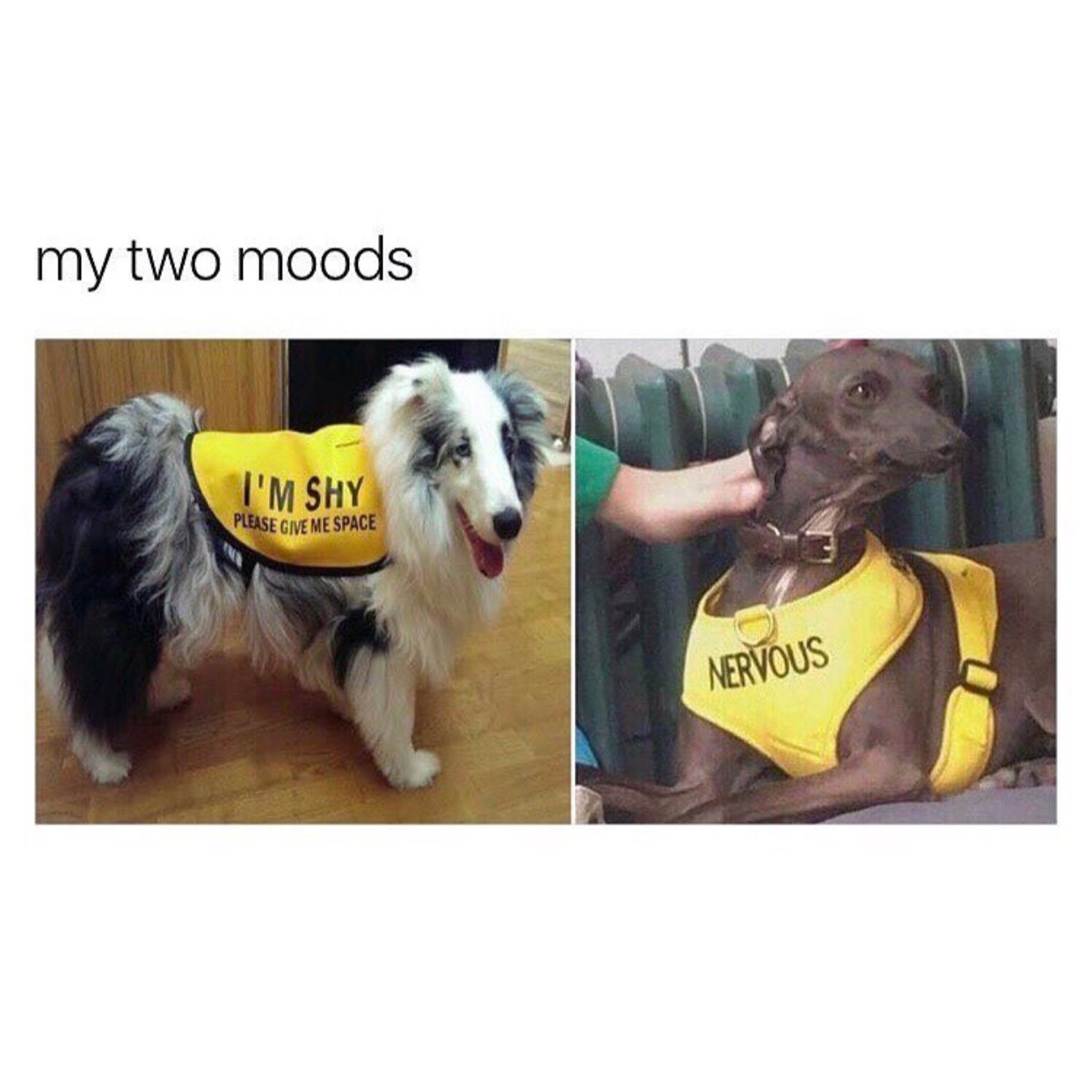 nervous meme - my two moods I'M Shy Please Give Me Space Nervous