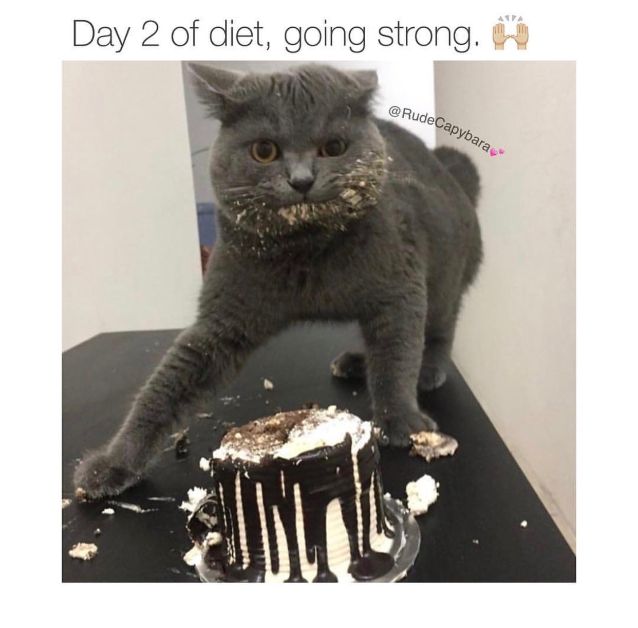 cat awkward - Day 2 of diet, going strong. 6