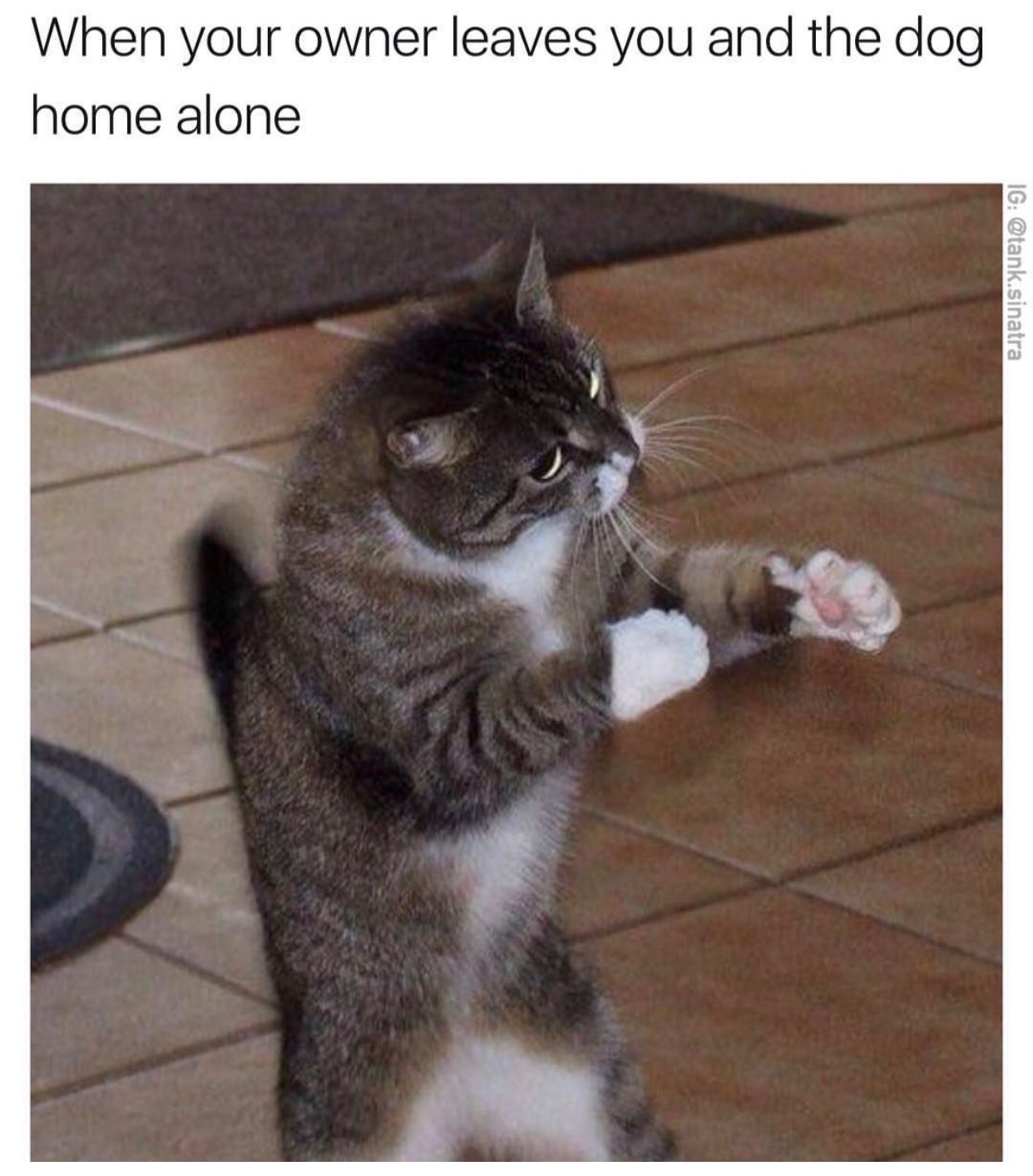 cat boxing meme - When your owner leaves you and the dog home alone Ig .sinatra